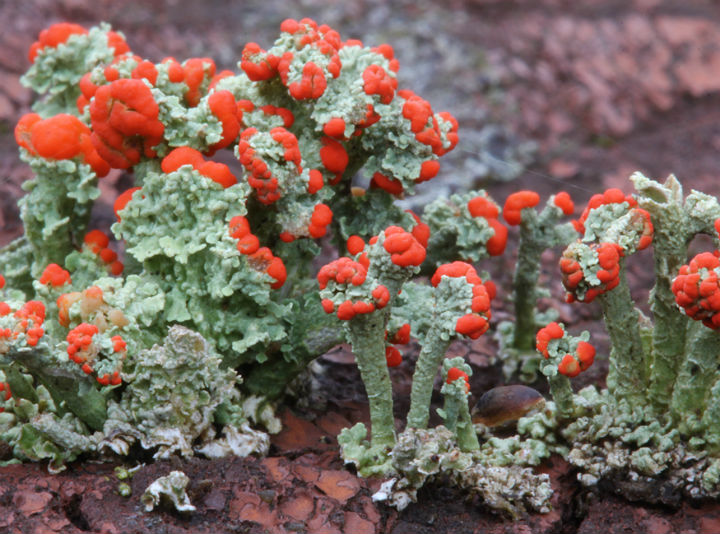 British Soldier Lichen